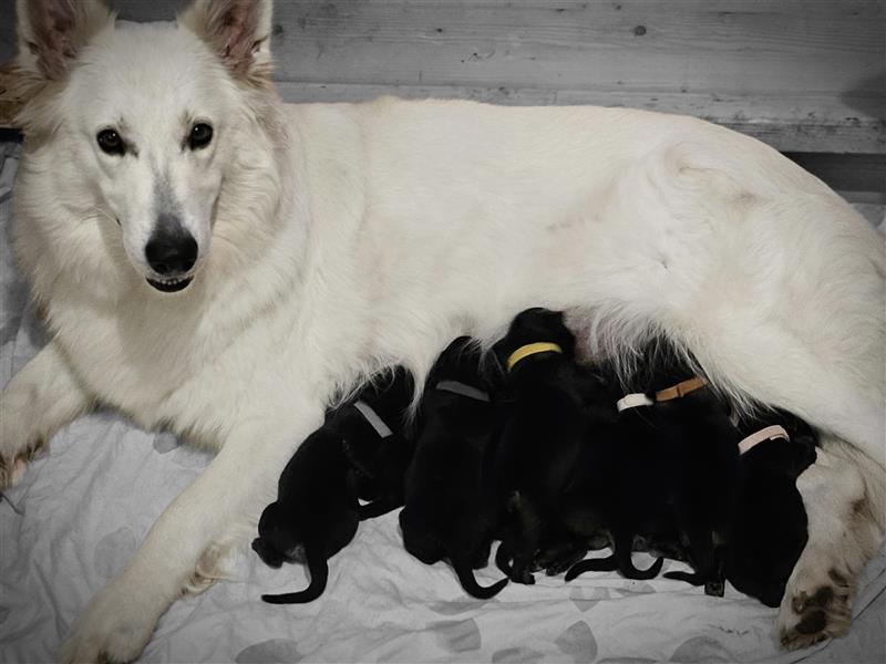 Schäferhund Welpen - Wurfankündigung