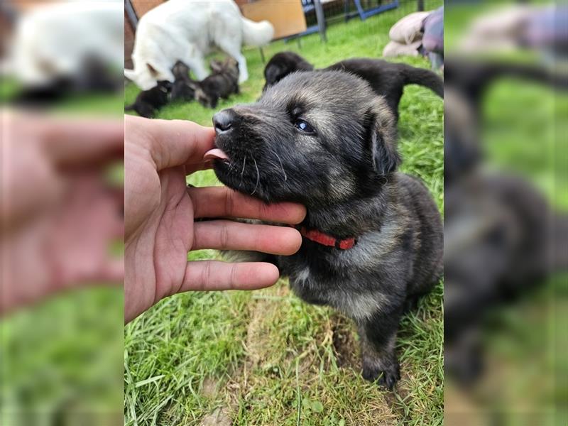 Schäferhund Welpen - Wurfankündigung