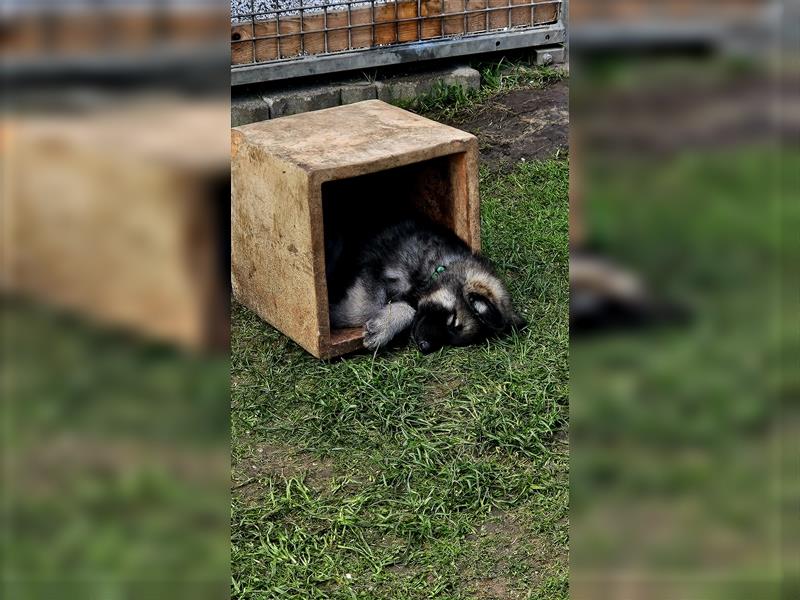 Schäferhund Welpen - Wurfankündigung