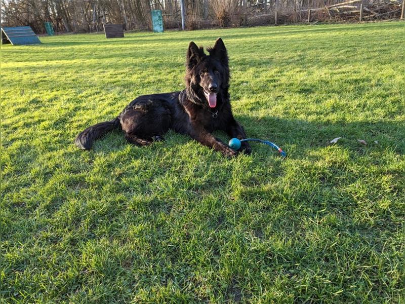 Schäferhund Welpen - Wurfankündigung