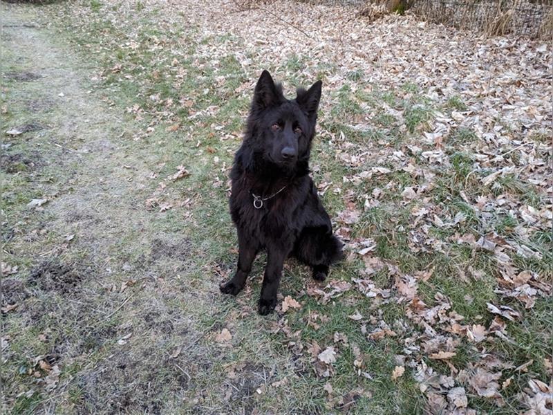 Schäferhund Welpen - Wurfankündigung