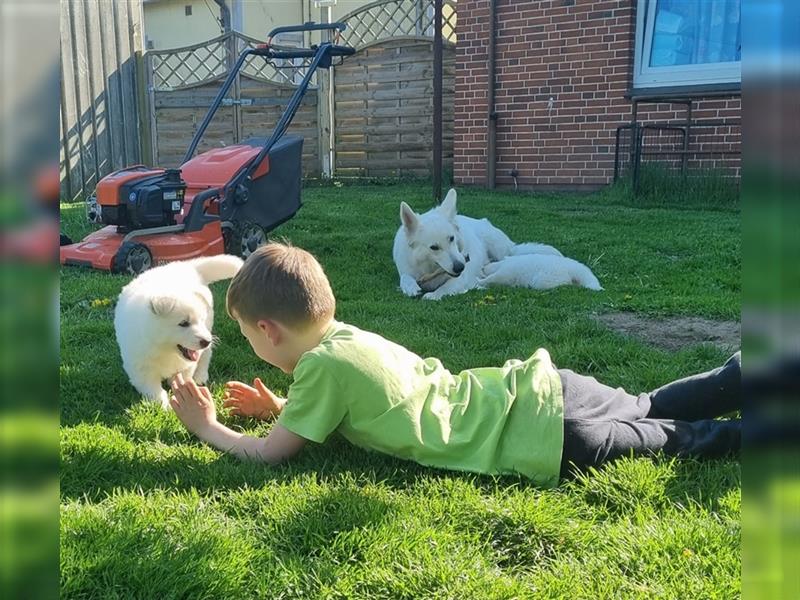 Schäferhund Welpen - Wurfankündigung