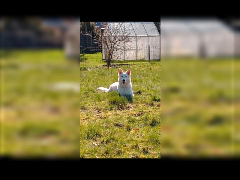 Schäferhund Welpen - Wurfankündigung