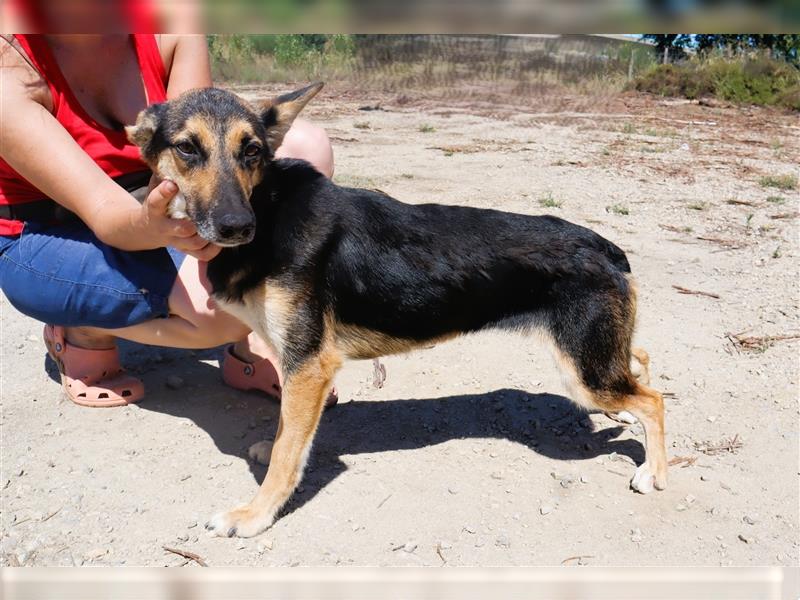 Arielle, Schäferhund-Mix, lieb und verträglich