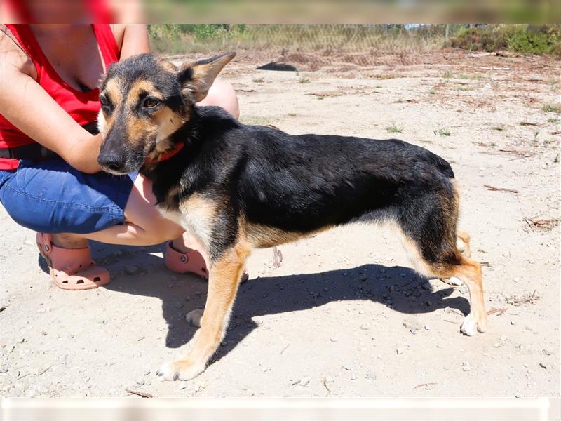 Arielle, Schäferhund-Mix, lieb und verträglich