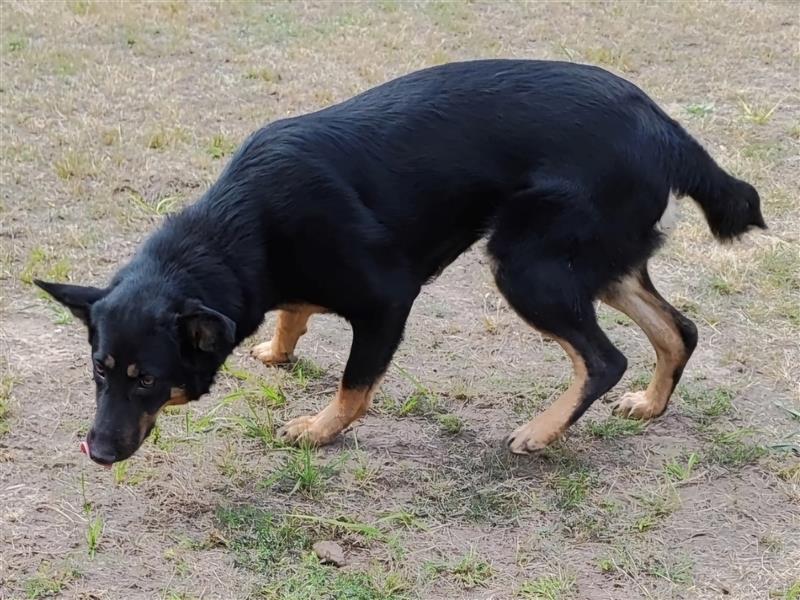 Mimi-LM, Traumhündin sucht aktive Familie