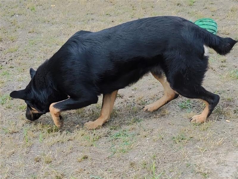 Mimi-LM, Traumhündin sucht aktive Familie