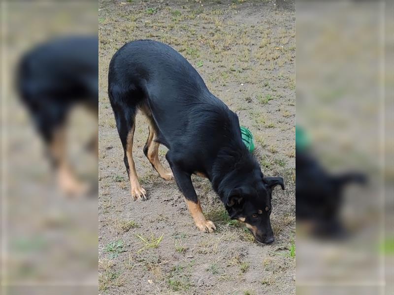 Mimi-LM, Traumhündin sucht aktive Familie