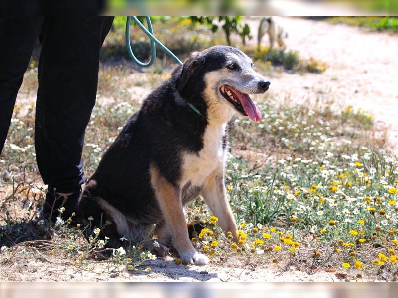 Mika, Mix Schäferhund / Berner Senne , lieb und verträglich