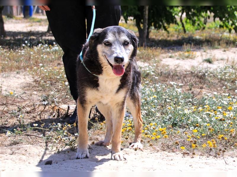 Mika, Mix Schäferhund / Berner Senne , lieb und verträglich