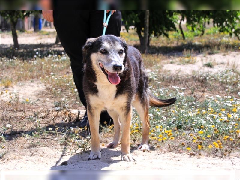 Mika, Mix Schäferhund / Berner Senne , lieb und verträglich