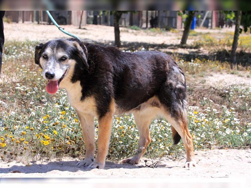 Mika, Mix Schäferhund / Berner Senne , lieb und verträglich