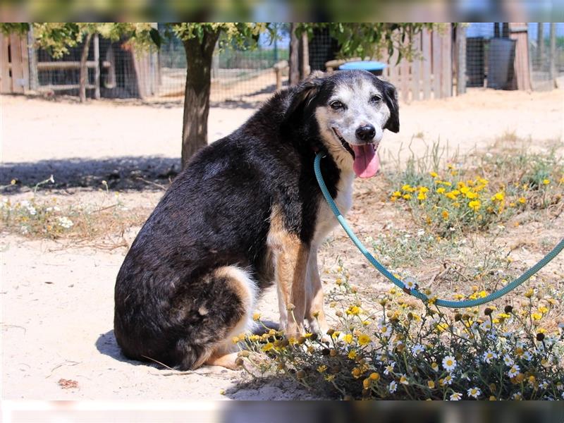 Mika, Mix Schäferhund / Berner Senne , lieb und verträglich