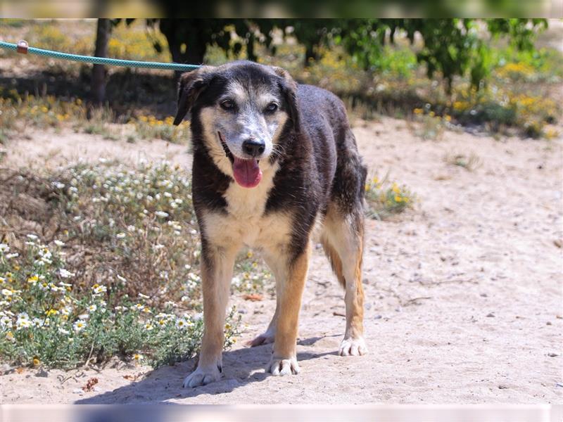 Mika, Mix Schäferhund / Berner Senne , lieb und verträglich