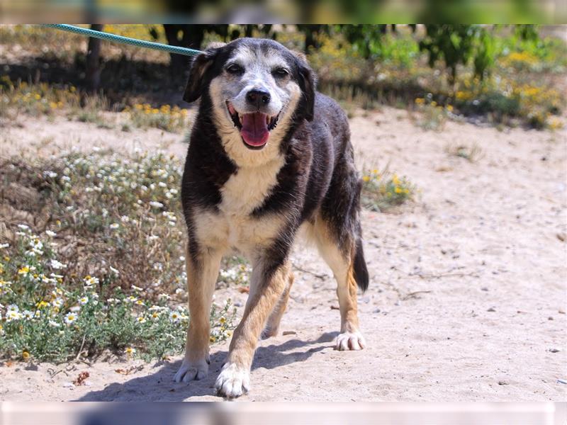 Mika, Mix Schäferhund / Berner Senne , lieb und verträglich