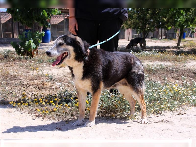 Mika, Mix Schäferhund / Berner Senne , lieb und verträglich