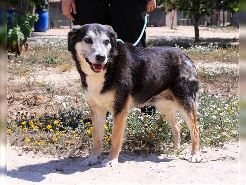 Mika, Mix Schäferhund / Berner Senne , lieb und verträglich