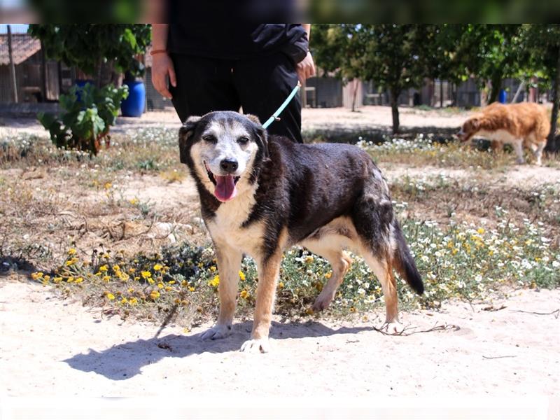 Mika, Mix Schäferhund / Berner Senne , lieb und verträglich