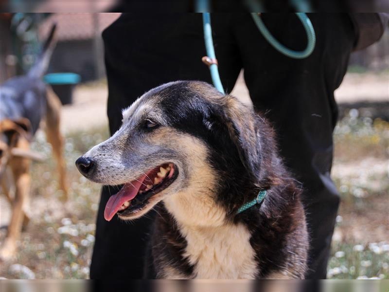 Mika, Mix Schäferhund / Berner Senne , lieb und verträglich