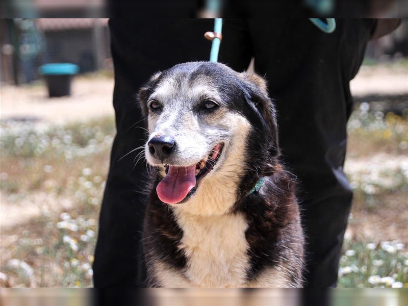 Mika, Mix Schäferhund / Berner Senne , lieb und verträglich