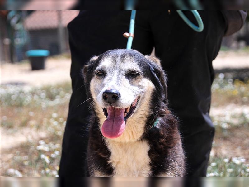 Mika, Mix Schäferhund / Berner Senne , lieb und verträglich