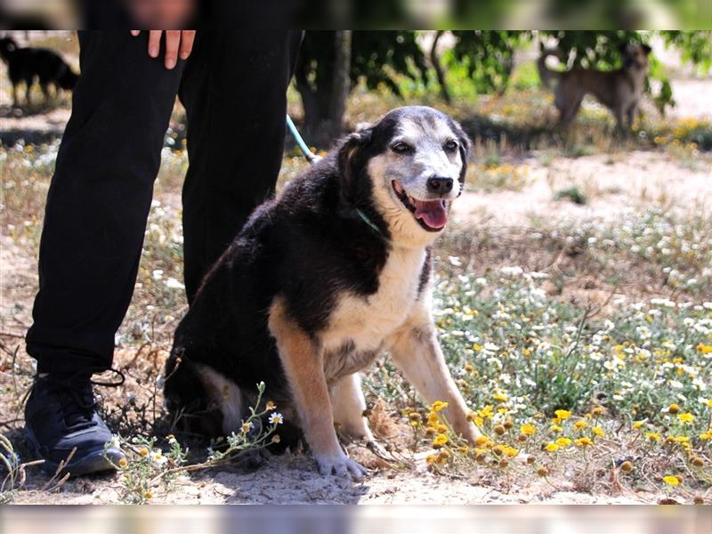 Mika, Mix Schäferhund / Berner Senne , lieb und verträglich