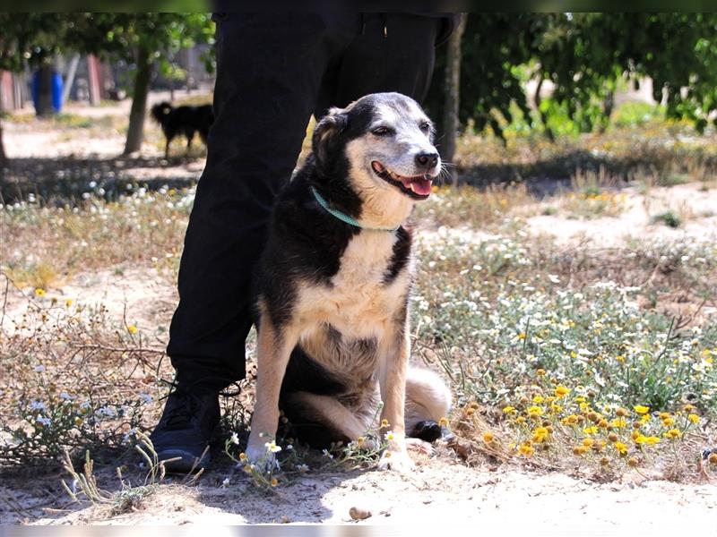 Mika, Mix Schäferhund / Berner Senne , lieb und verträglich