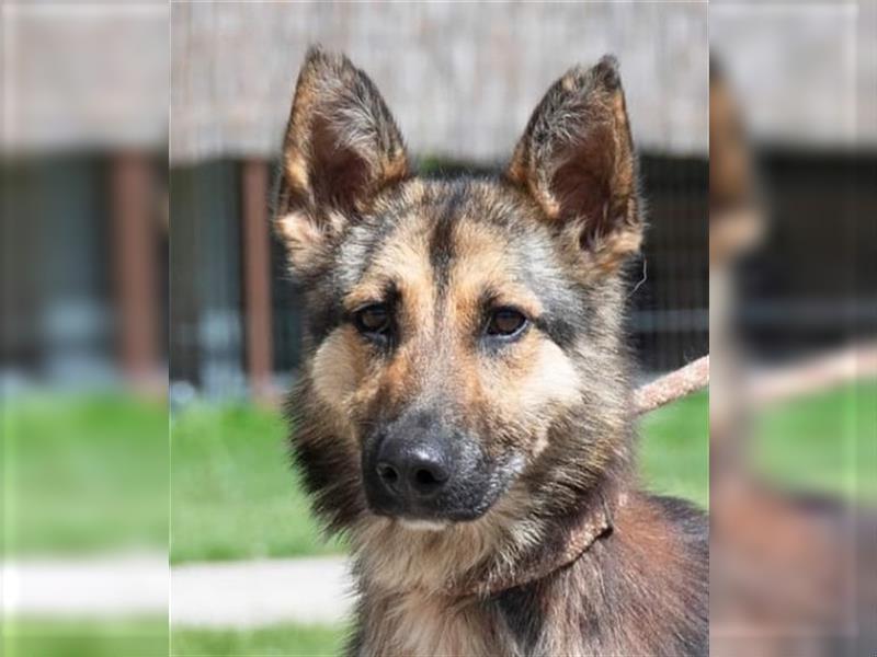 Gréti , ein zierliche Schäferhund-Mix-Dame, sucht Freunde ihrer Rasse