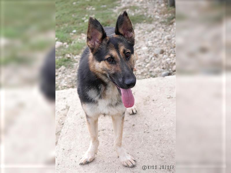 Gréti , ein zierliche Schäferhund-Mix-Dame, sucht Freunde ihrer Rasse