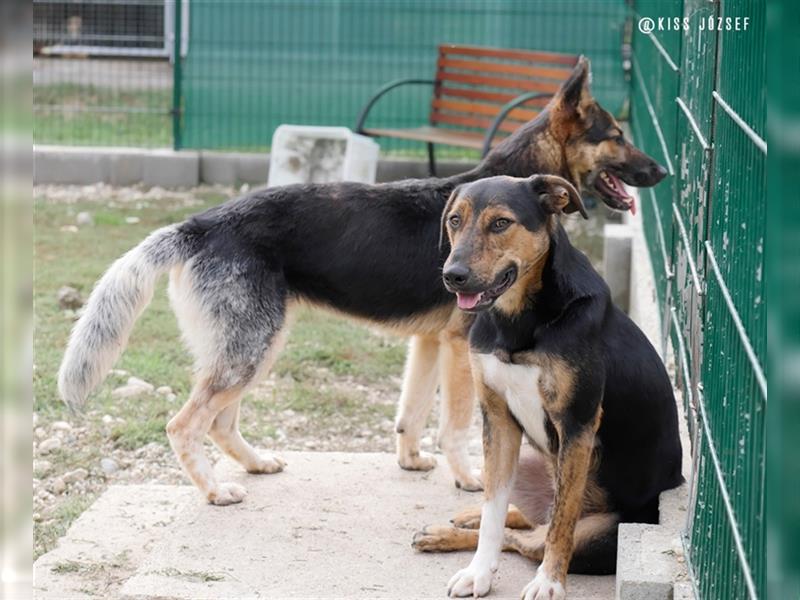 Gréti , ein zierliche Schäferhund-Mix-Dame, sucht Freunde ihrer Rasse