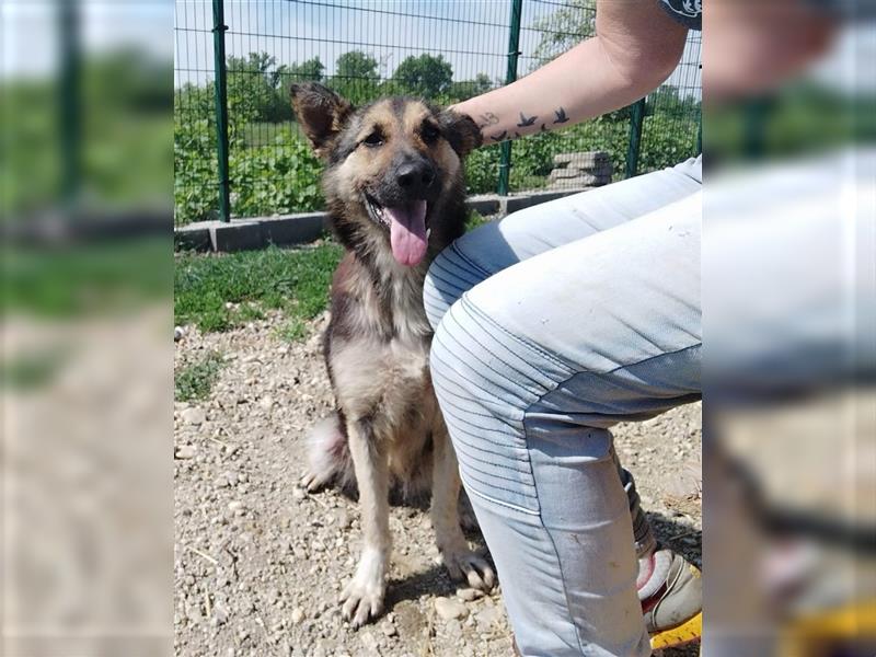 Gréti , ein zierliche Schäferhund-Mix-Dame, sucht Freunde ihrer Rasse