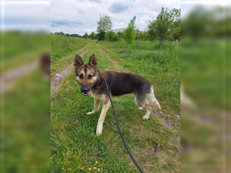 Gréti , ein zierliche Schäferhund-Mix-Dame, sucht Freunde ihrer Rasse