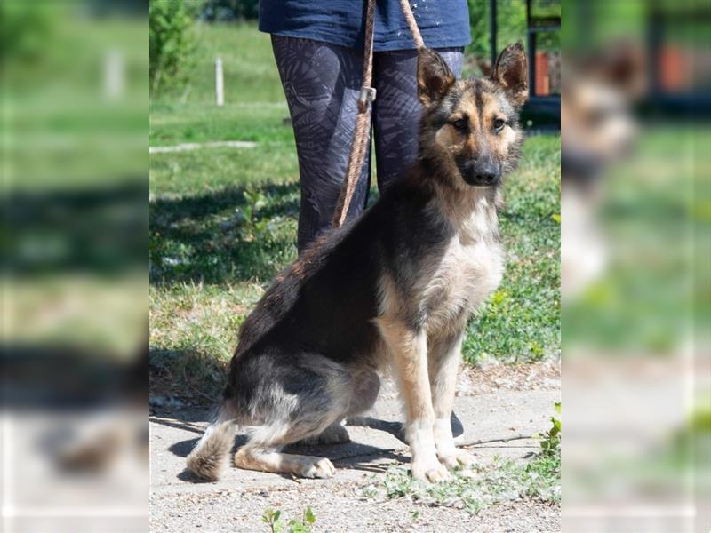 Gréti , ein zierliche Schäferhund-Mix-Dame, sucht Freunde ihrer Rasse