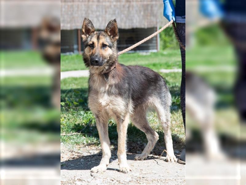 Gréti , ein zierliche Schäferhund-Mix-Dame, sucht Freunde ihrer Rasse