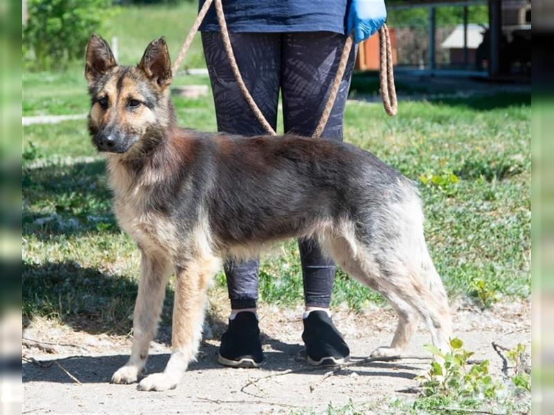 Gréti , ein zierliche Schäferhund-Mix-Dame, sucht Freunde ihrer Rasse