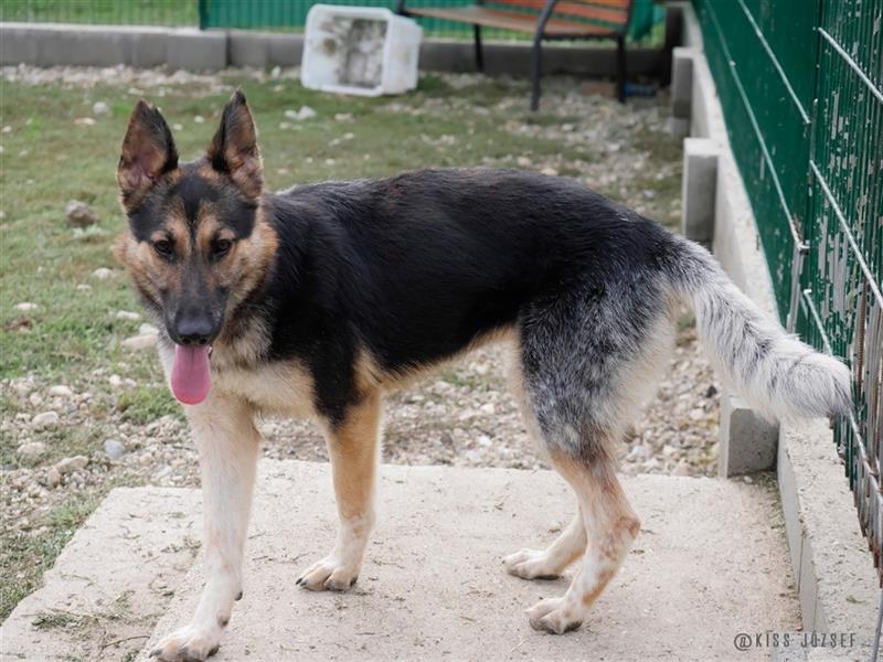 Gréti , ein zierliche Schäferhund-Mix-Dame, sucht Freunde ihrer Rasse