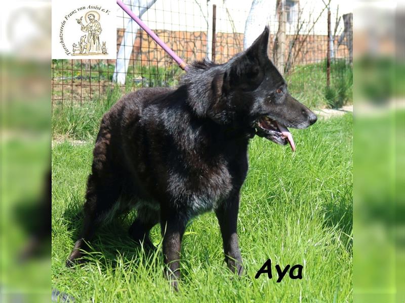 Aya, die lebensfrohe Beschützerin