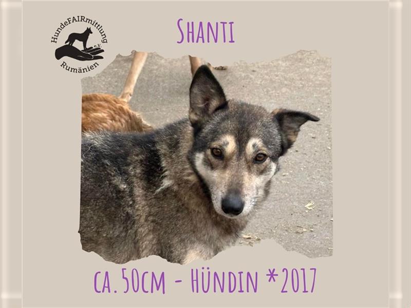 Shanti ist liebevoll und menschenbezogen - die perfekte Anfängerhündin