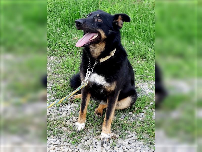 Schäferhundmix Lupi, 6 Jahre Tierheim in Rumänien sind genug
