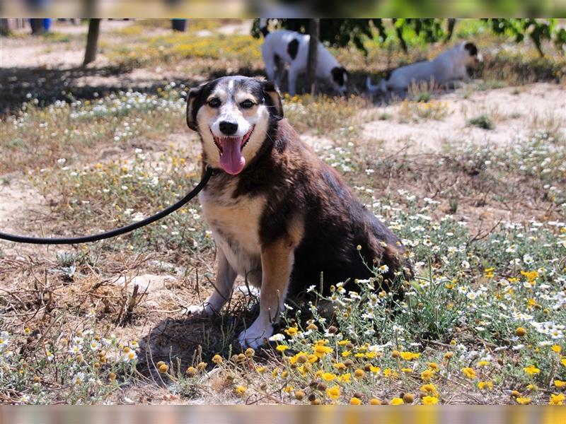 Tsuki, Mix Schäferhund / Berner Senne / Collie , lieb und verträglich