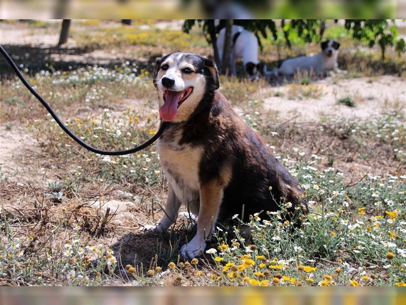 Tsuki, Mix Schäferhund / Berner Senne / Collie , lieb und verträglich