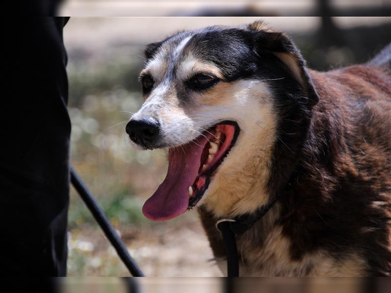 Tsuki, Mix Schäferhund / Berner Senne / Collie , lieb und verträglich