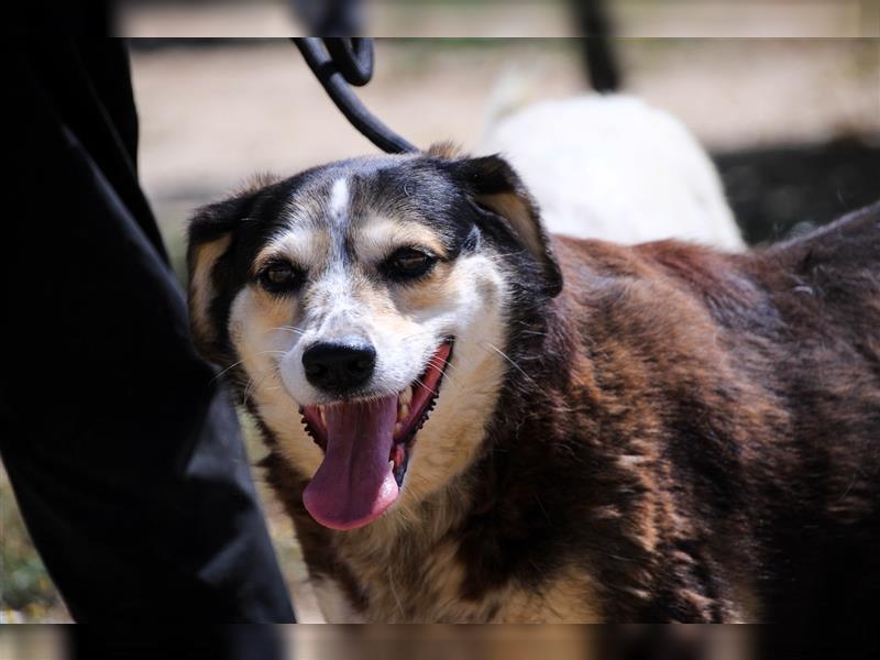 Tsuki, Mix Schäferhund / Berner Senne / Collie , lieb und verträglich