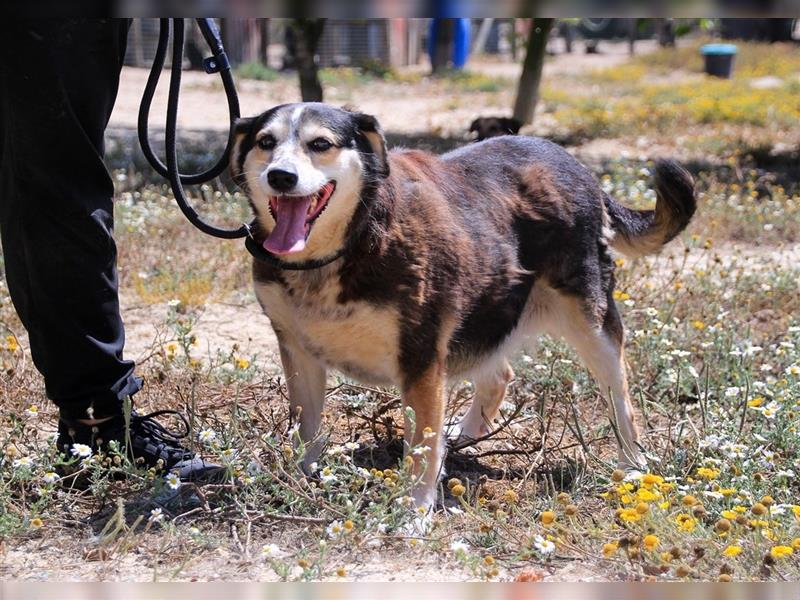 Tsuki, Mix Schäferhund / Berner Senne / Collie , lieb und verträglich