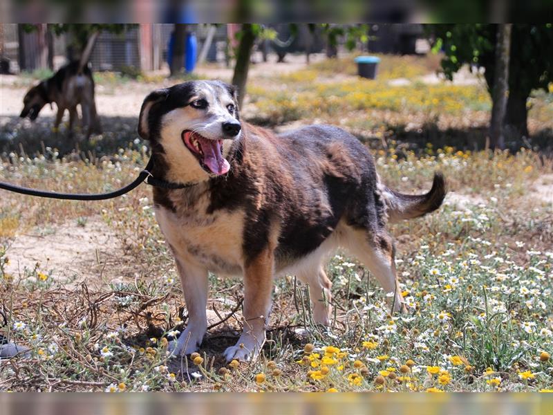 Tsuki, Mix Schäferhund / Berner Senne / Collie , lieb und verträglich