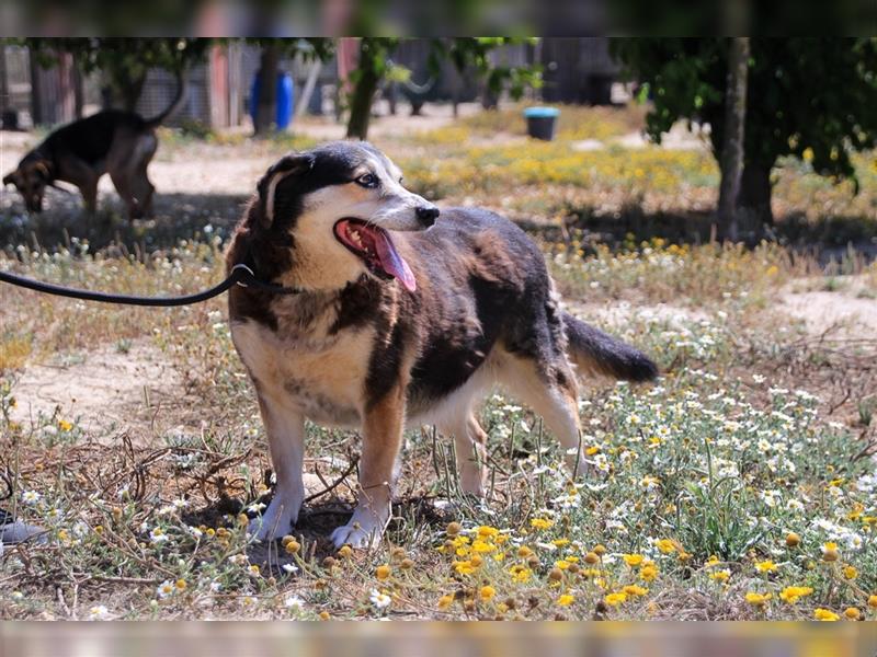 Tsuki, Mix Schäferhund / Berner Senne / Collie , lieb und verträglich