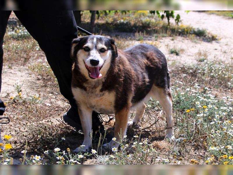 Tsuki, Mix Schäferhund / Berner Senne / Collie , lieb und verträglich