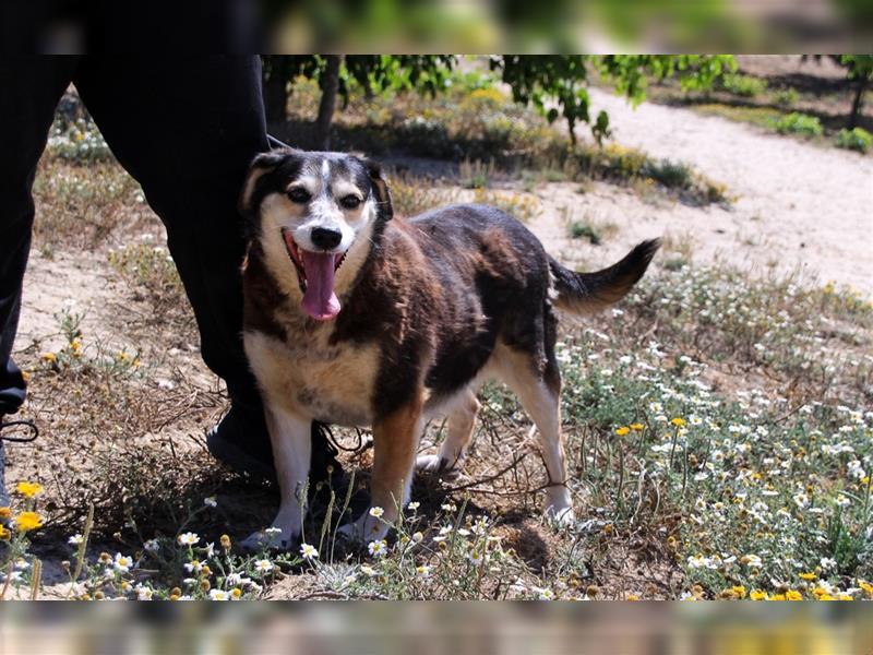 Tsuki, Mix Schäferhund / Berner Senne / Collie , lieb und verträglich