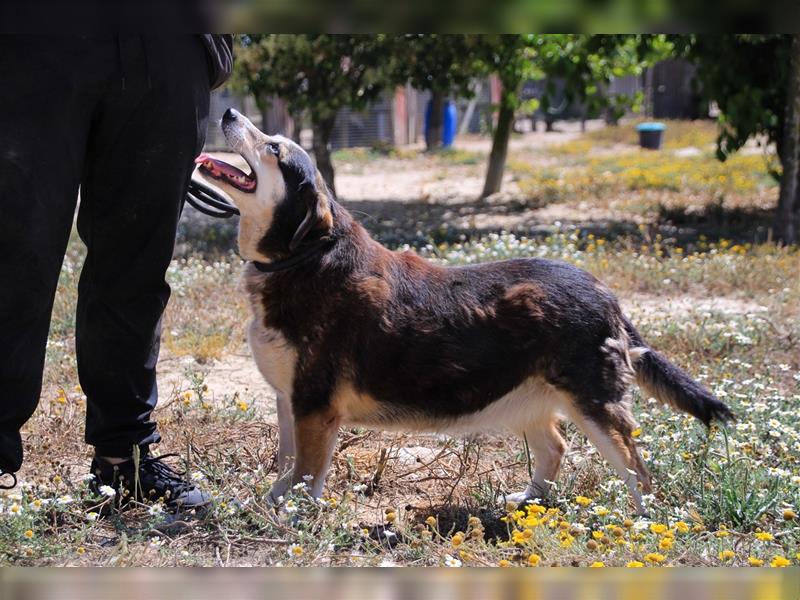 Tsuki, Mix Schäferhund / Berner Senne / Collie , lieb und verträglich