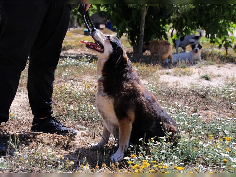 Tsuki, Mix Schäferhund / Berner Senne / Collie , lieb und verträglich